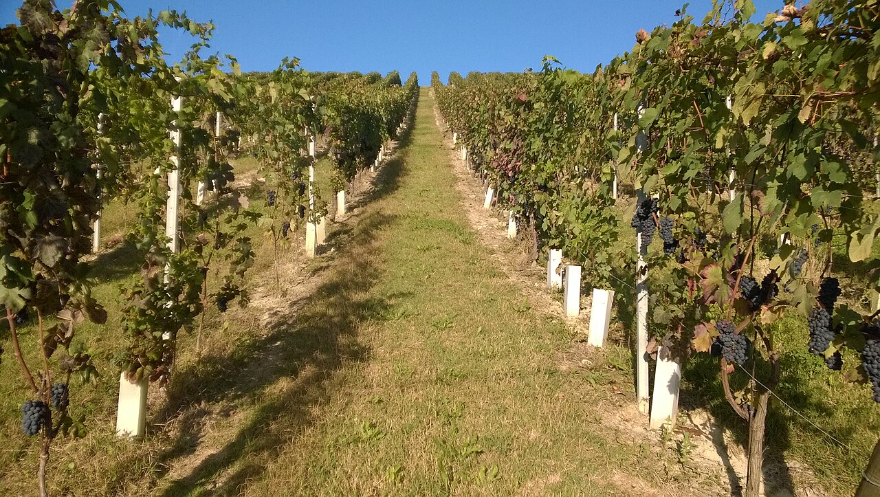 Fileiras de videiras Barbera carregadas de uvas no Piemonte