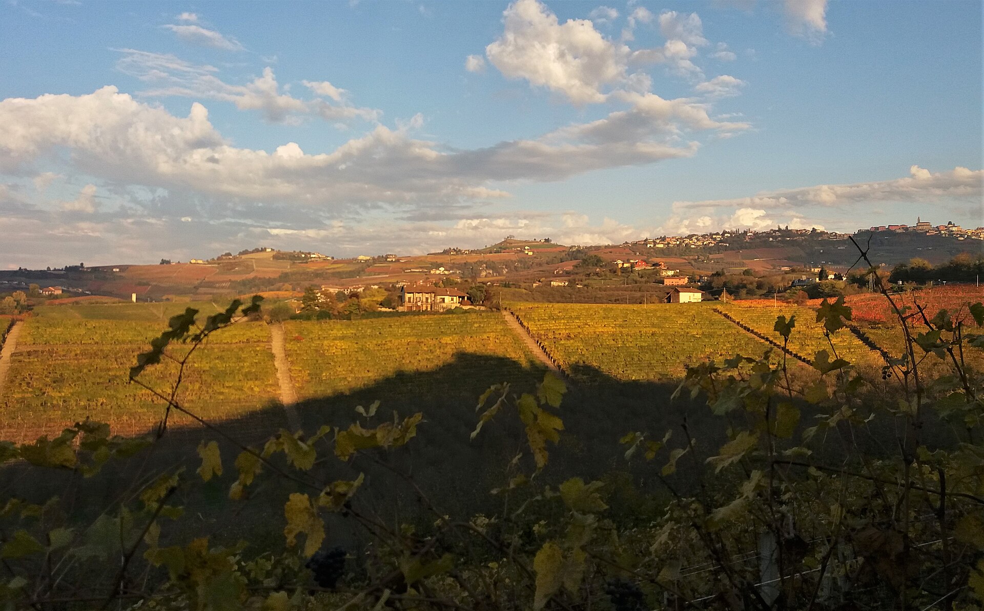Fileiras de videiras com folhas de outono em Grinzane Cavour, diante das colinas