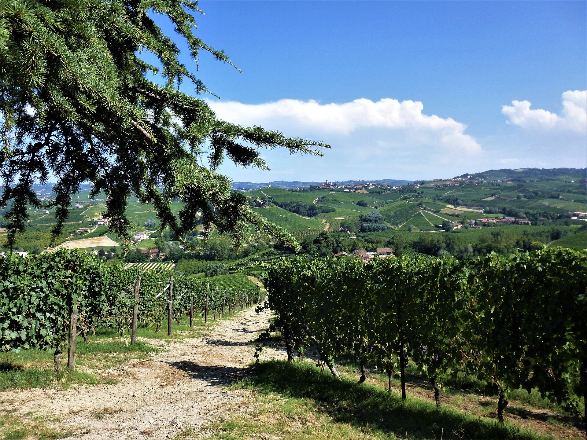 Vinhedos, casas rurais e colinas vistos de La Morra, nas Langhe