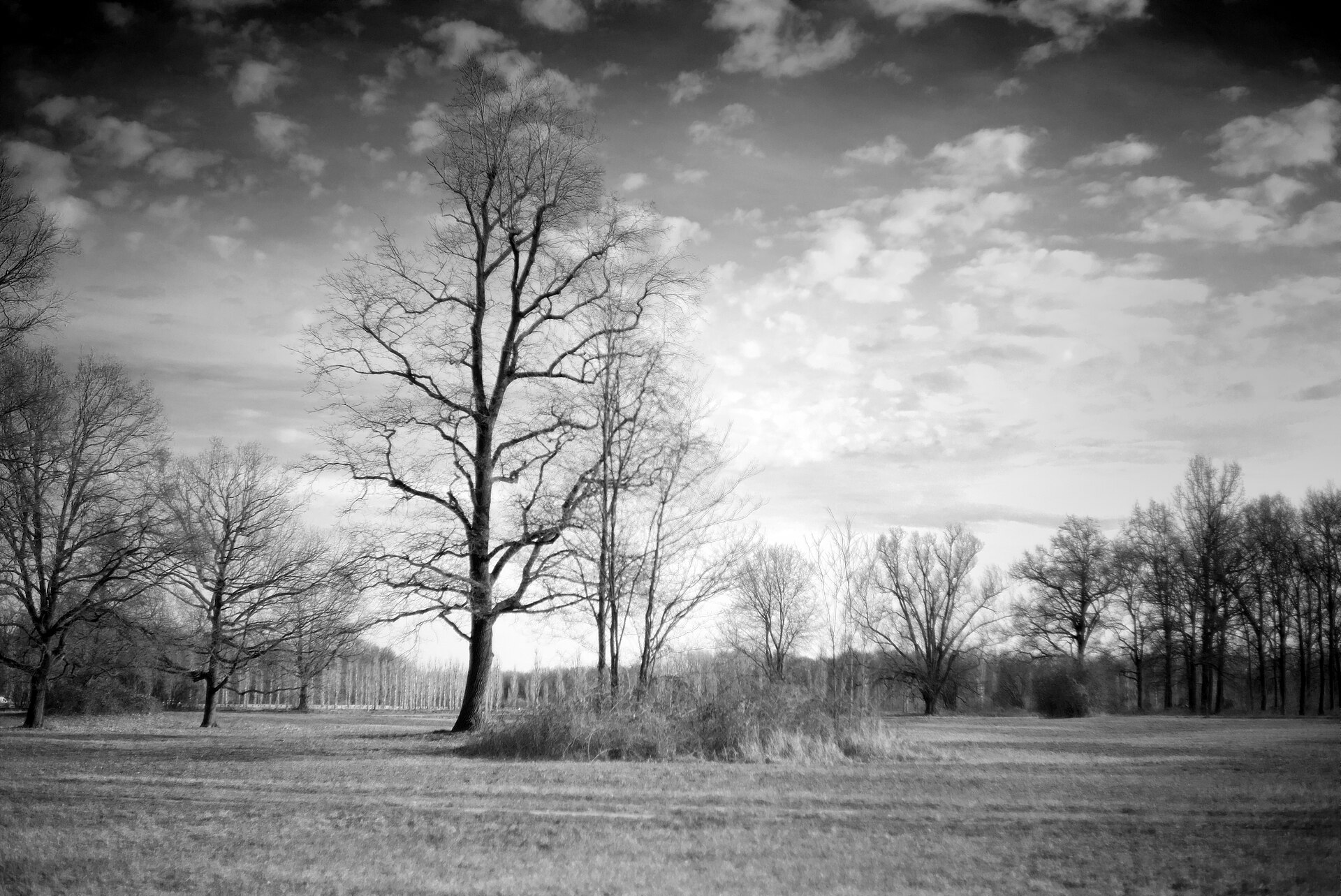 Fotografia em preto e branco de árvores sem folhas e áreas abertas no parque de Stupinigi.
