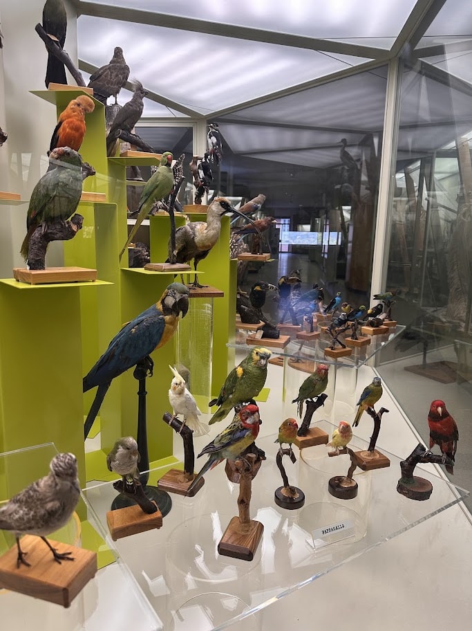 Aves taxidermizadas sobre suportes verdes em vitrine