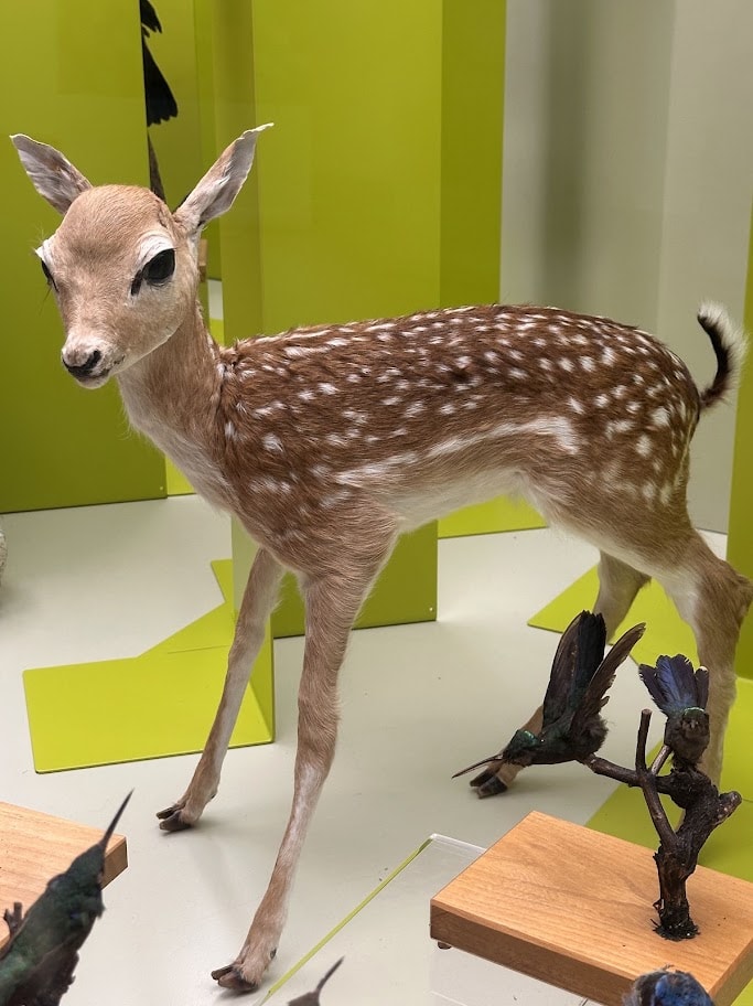 Pequeno cervo com pelagem manchada preservado em vitrine