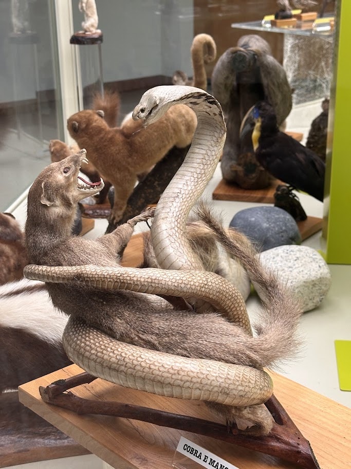 Composição de taxidermia com cobra e mangusto