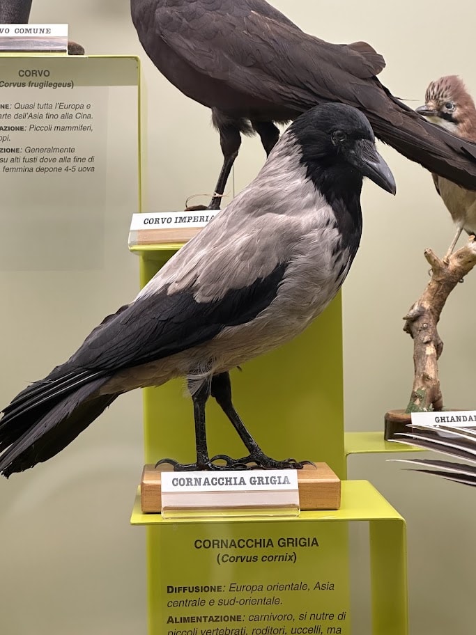 Ave preservada identificada como Cornacchia grigia, Corvus cornix