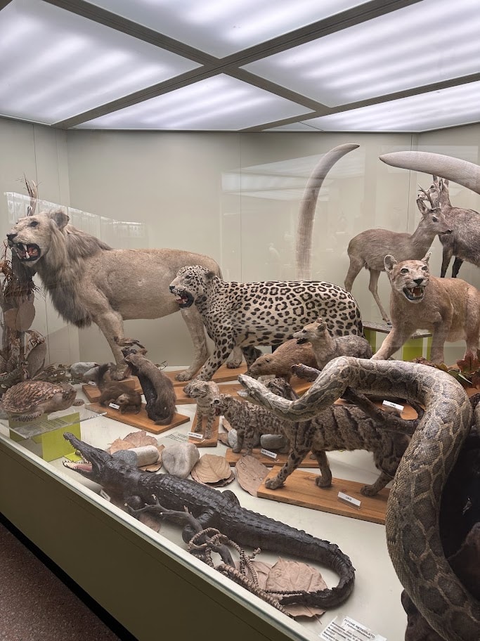 Felinos e répteis taxidermizados em uma grande vitrine