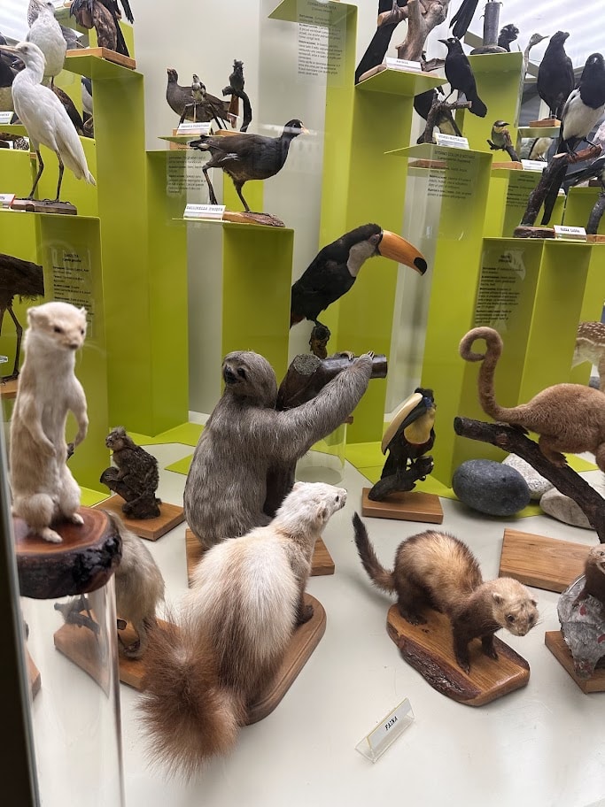 Tucano, preguiça e outros animais taxidermizados