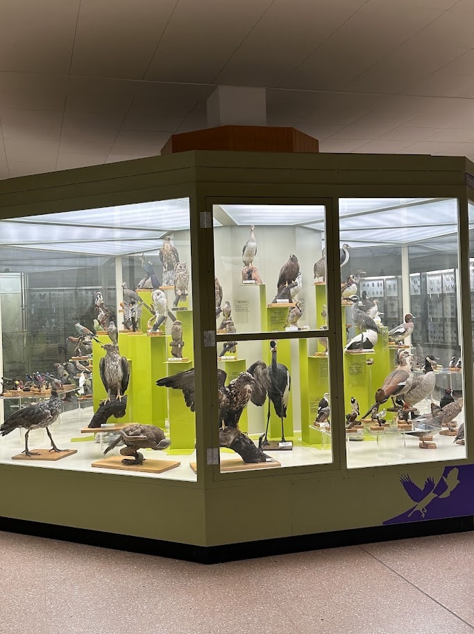 Vitrine poligonal com diferentes aves preservadas