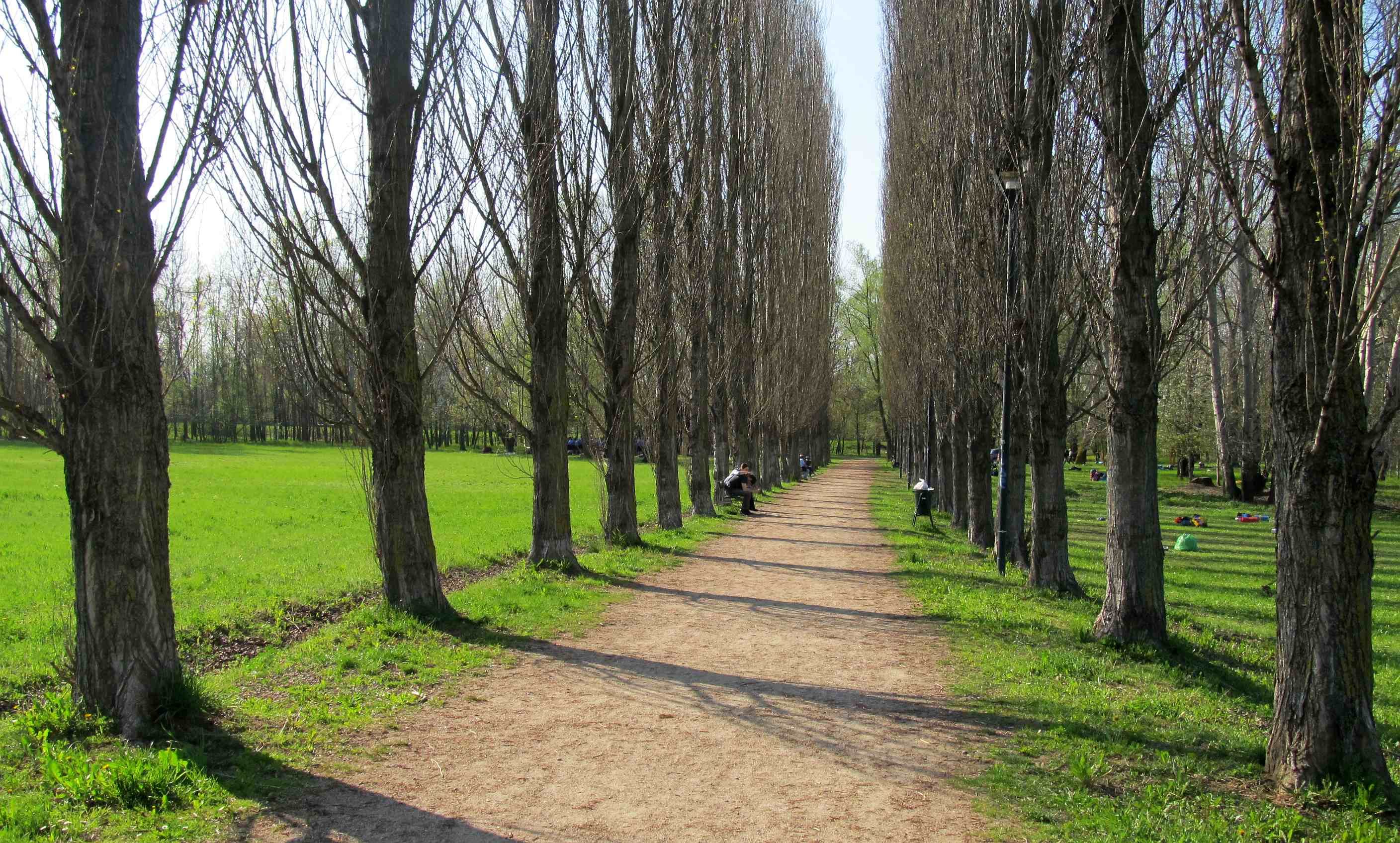 Alameda de choupos no Parco del Meisino, em Turim