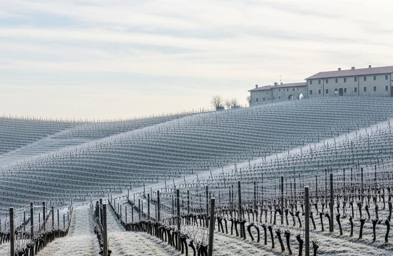 Paisagem tematica de Barbaresco - Cascina Roccalini